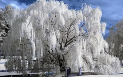 Фотография вербы с пуховыми махровыми цветами