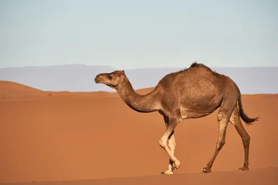Верблюд в пустыне  фото
