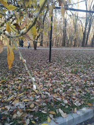 Шелковистые ветви Вербного дерева на фотографии