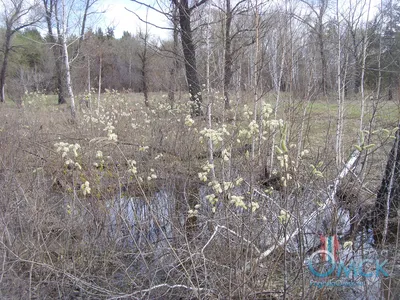 Красивая картинка вербного дерева на рабочий стол