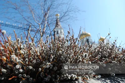 Фотка вербного дерева в качестве обоев на телефон