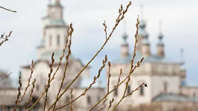 Фотография вербного дерева на фоне горной панорамы в 2024 году