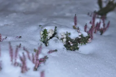 Фото Вереска зимой: Прекрасные контрасты холодного времени года