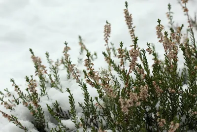 Зимний вереск: Фотографии, наполненные таинственной энергией
