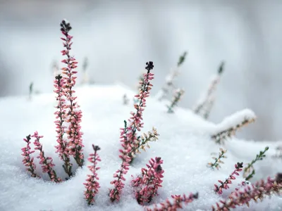 Вереск в снежном наряде: Зимние акварельные переходы