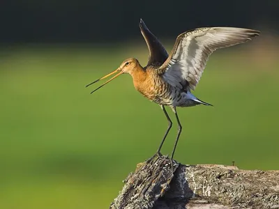 Веретенник фотографии