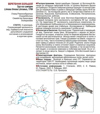 Картинки веретенника с близкого расстояния