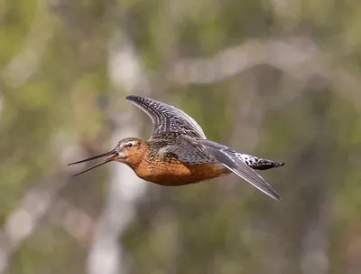 Самые яркие фотографии веретенника на нашем сайте