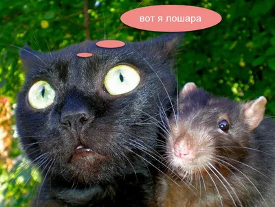 Весельчак у и крысы - фото и изображения для скачивания в формате JPG