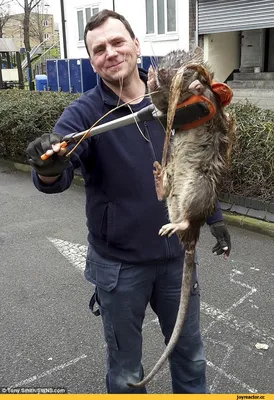 Весельчак и его крысы: фотографии для скачивания в формате PNG, WebP или JPG