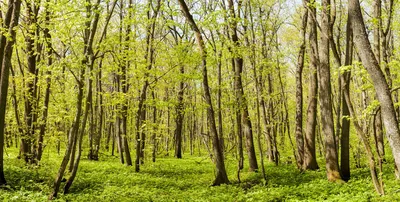 Загадочные фото Весеннего леса для загрузки