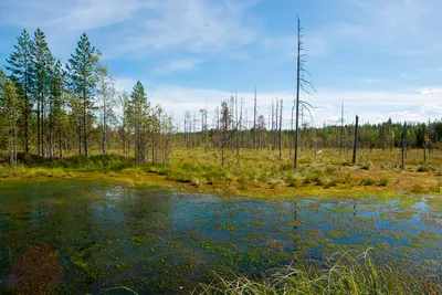 Вдохновляющие фотографии Весеннего леса в разрешении 4K