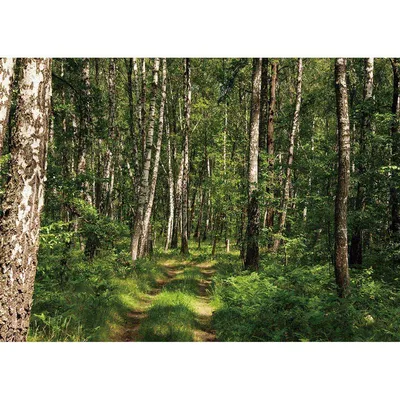 Фото Весеннего леса, которые подарят вам умиротворение
