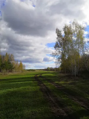 Очарование природы: Весенний лес в объективе