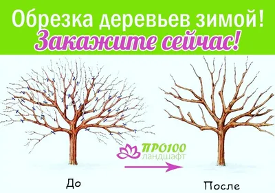 2024 год: Скачать фото с обрезанными плодовыми деревьями