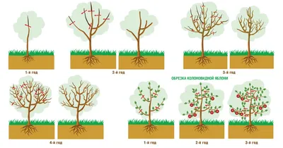 Качественные фото Весенней обрезки плодовых деревьев