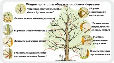 Забавное искусство: Увлекательные фотографии процесса обрезки плодовых деревьев