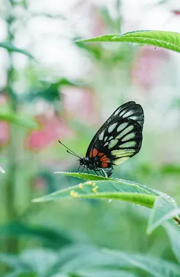Весенние бабочки на ярких фото