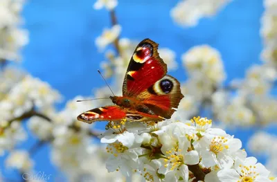 Замечательные фото весенних бабочек
