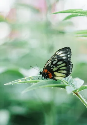 Фотографии роскошных бабочек весны