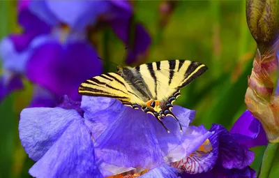 Впечатляющие картинки весенних бабочек