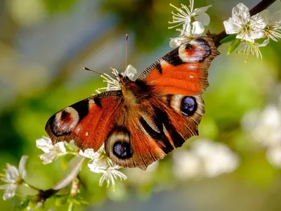 Фото красивых бабочек весны