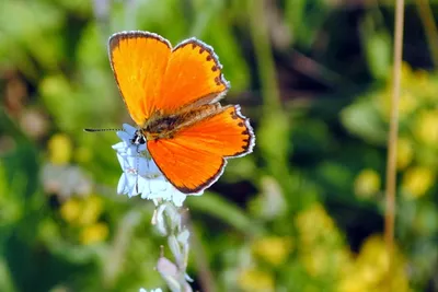 Очаровательные бабочки на ярких фотографиях