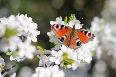Ловкое фото весенних бабочек