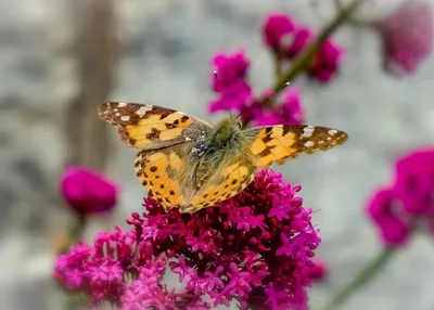 Уникальные изображения весенних бабочек