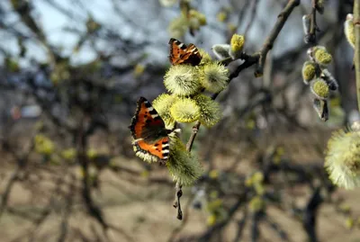 Фотографии великолепных бабочек весны