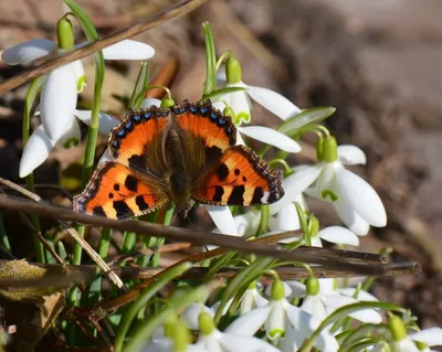 Изображения красивых бабочек весны