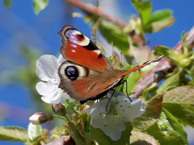 Изумительные картинки бабочек весны