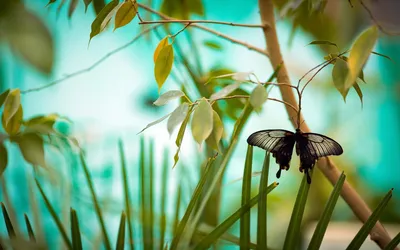 Впечатляющие картинки разнообразных весенних бабочек