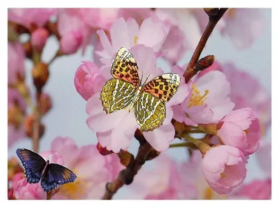 Фото удивительных весенних бабочек с возможностью выбора формата