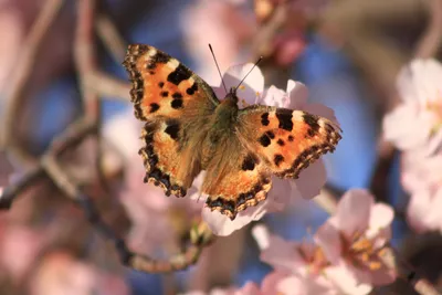 Впечатляющие изображения весенних бабочек