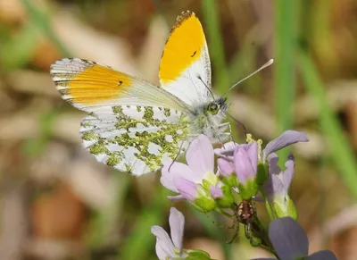 Очаровательные бабочки на ярких фотографиях разного размера