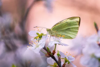 Красочные бабочки на разнообразных изображениях весны