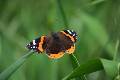 Изображения красивых бабочек весны в различных форматах для скачивания