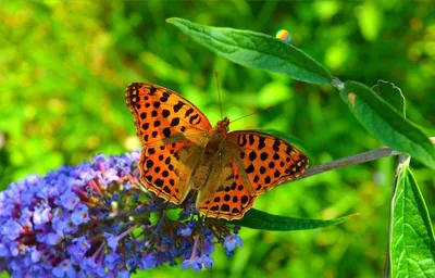 Фотографии прекрасных бабочек весны