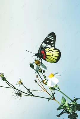Уникальные фотографии весенних бабочек со множеством вариантов форматов и размеров