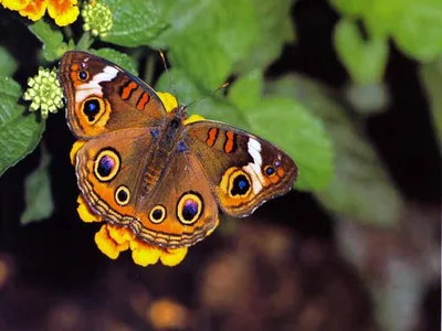 Удивительные фото бабочек весны с опцией выбора разного размера изображения
