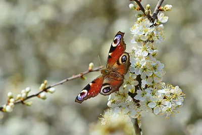 Красочные бабочки на разнообразных изображениях весны с возможностью выбора формата скачивания