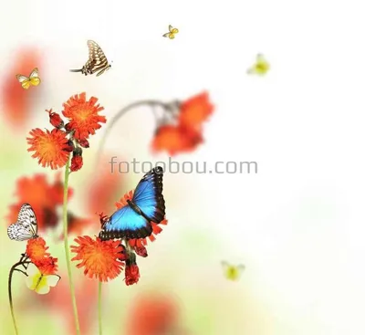 Фотографии великолепных бабочек весны с выбором формата и размера изображения