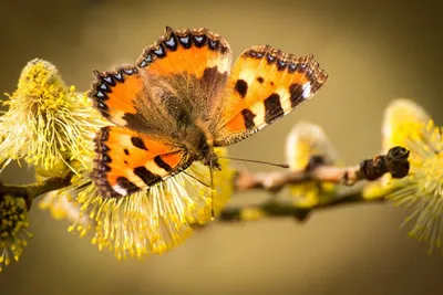 Впечатляющие картинки разнообразных весенних бабочек с вариантами размеров и формата для скачивания