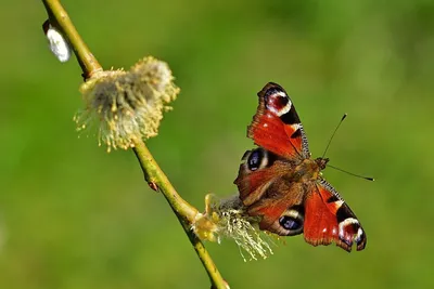 Уникальные фотографии весенних бабочек со множеством вариантов форматов, размеров и возможностью выбора