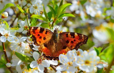 Очаровательные фото весенних бабочек