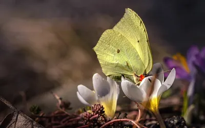 Изображения красивых бабочек весны в различных форматах для скачивания и с выбором размера