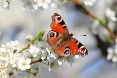 Уникальные изображения бабочек весеннего периода