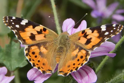 Удивительные фото бабочек весны с возможностью выбрать желаемый размер изображения и формат загрузки