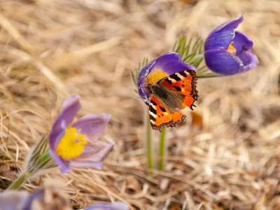 Фотка красивых весенних бабочек